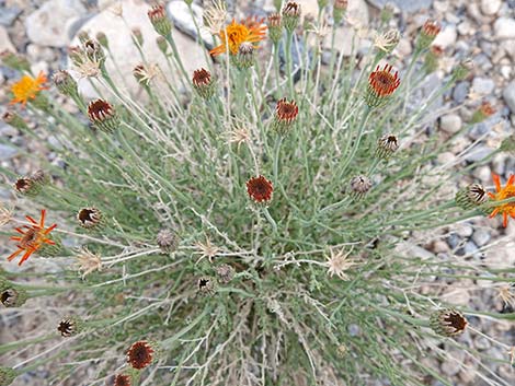 Cooper's Dogweed (Adenophyllum cooperi)