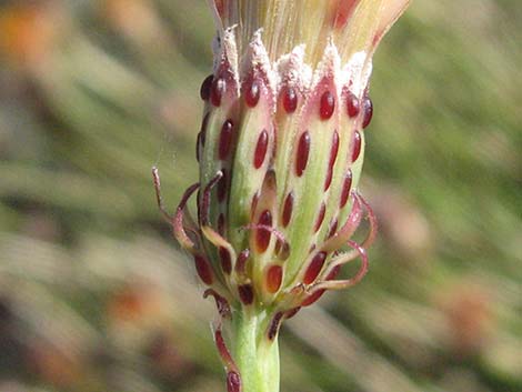 San Felipe Dogweed (Adenophyllum porophylloides)