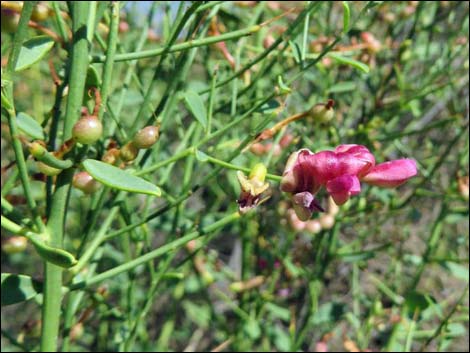 Camelthorn (Alhagi maurorum)