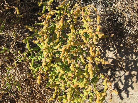 Iodinebush (Allenrolfea occidentalis)