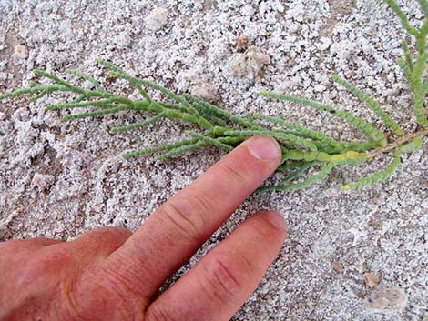 Iodinebush (Allenrolfea occidentalis)