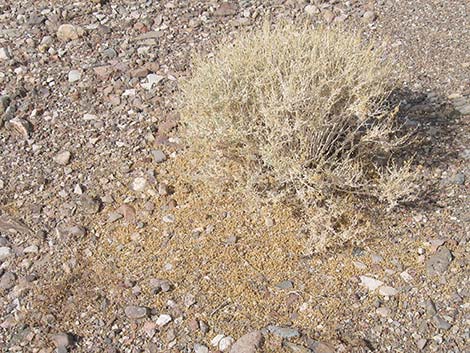 White Bursage (Ambrosia dumosa)