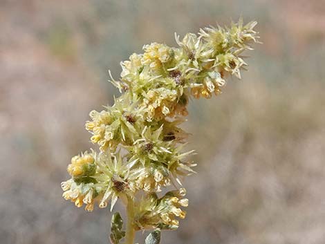 White Bursage (Ambrosia dumosa)