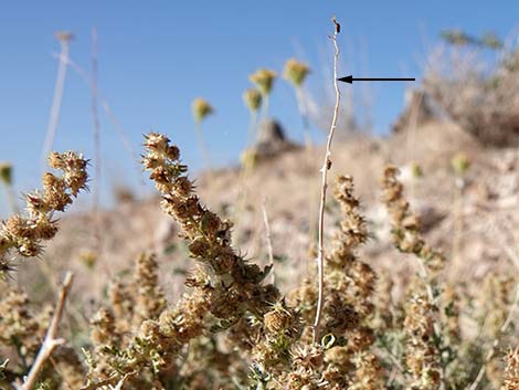 White Bursage (Ambrosia dumosa)