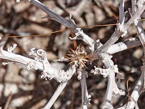 White Bursage (Ambrosia dumosa)