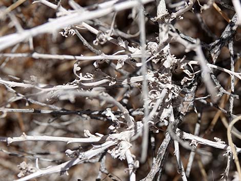 White Bursage (Ambrosia dumosa)