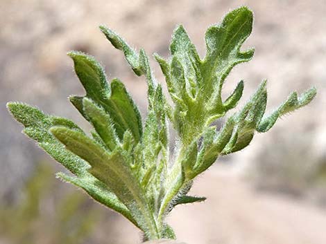 Woolly Fruit Burr Ragweed (Ambrosia eriocentra)