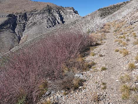 Utah Serviceberry (Amelanchier utahensis)