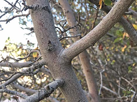 Utah Serviceberry (Amelanchier utahensis)