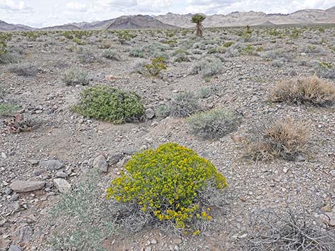 Fremont's Chaffbush (Amphipappus fremontii)