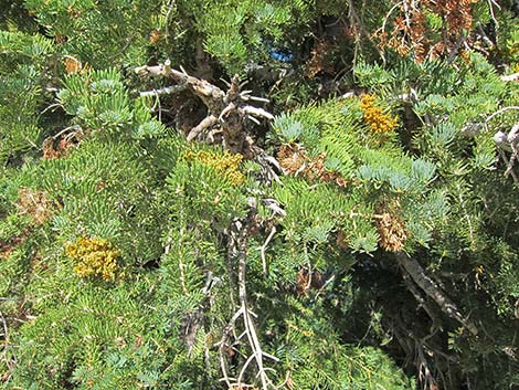 Dwarf Mistletoe (Arceuthobium abietinum)