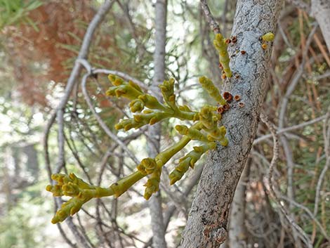 Dwarf Mistletoe (Arceuthobium abietinum)