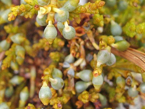 Western Dwarf Mistletoe (Arceuthobium campylopodum)