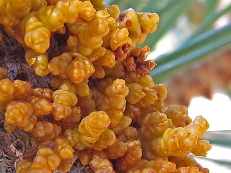 Limber Pine Dwarf Mistletoe (Arceuthobium cyanocarpum)