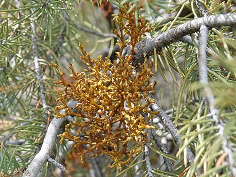 Arceuthobium cyanocarpum (limber pine dwarf mistletoe)