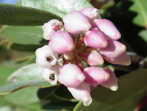 Pointleaf Manzanita (Arctostaphylos pungens)