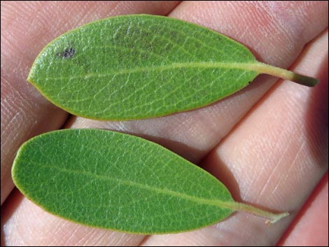 Pointleaf Manzanita (Arctostaphylos pungens)