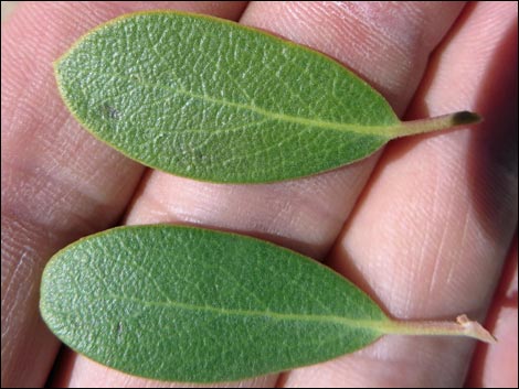 Pointleaf Manzanita (Arctostaphylos pungens)