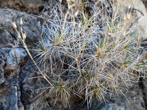 Mojave Sandwort (Arenaria macradenia)