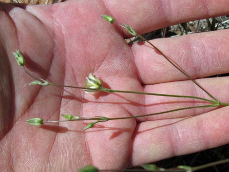 Mojave Sandwort (Arenaria macradenia)