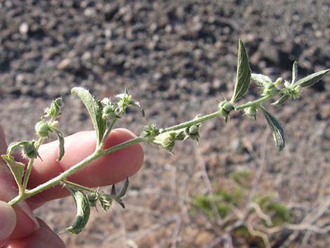 Yuma Silverbush (Ditaxis serrata)