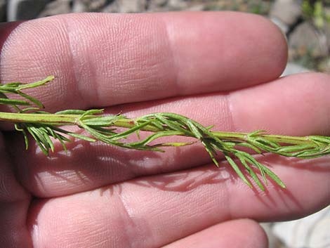 Michaux's Wormwood (Artemisia michauxiana)