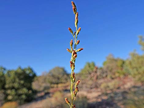 Black Sagebrush (Artemisia nova)