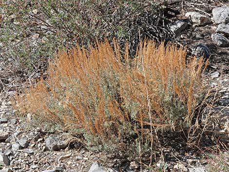 Big Sagebrush (Artemisia tridentata)