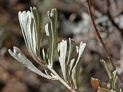 Big Sagebrush (Artemisia tridentata)