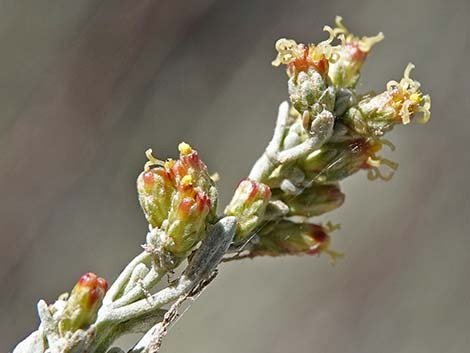 Big Sagebrush (Artemisia tridentata)