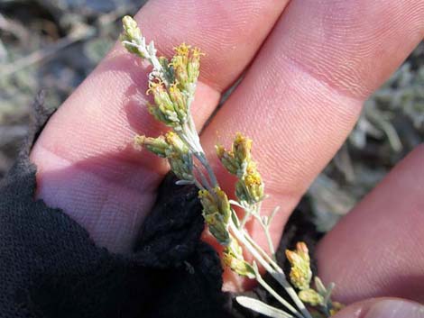 Big Sagebrush (Artemisia tridentata)