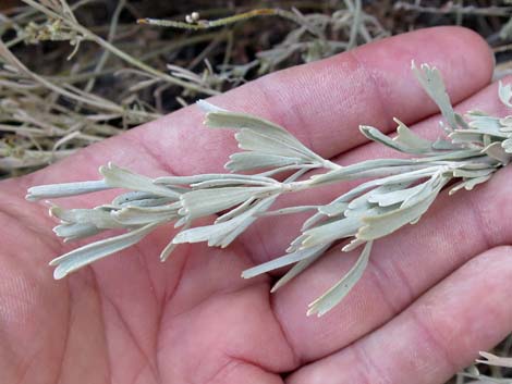 Big Sagebrush (Artemisia tridentata)