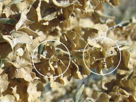 Fourwing Saltbush (Atriplex canescens)