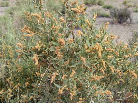 Fourwing Saltbush (Atriplex canescens)