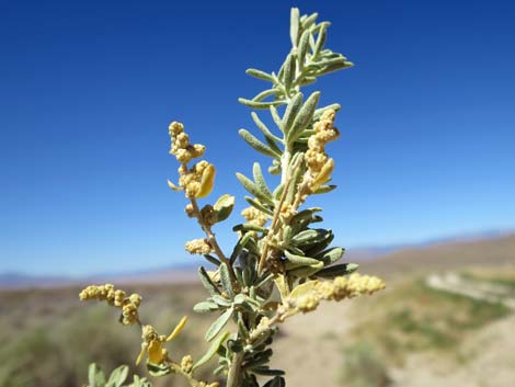 Fourwing Saltbush (Atriplex canescens)