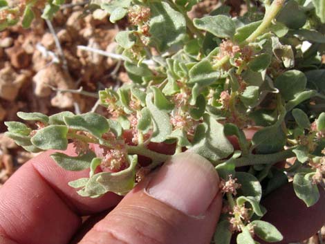 Shadscale Saltbush (Atriplex confertifolia)