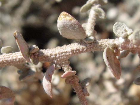 Shadscale Saltbush (Atriplex confertifolia)