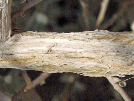 Shadscale Saltbush (Atriplex confertifolia)