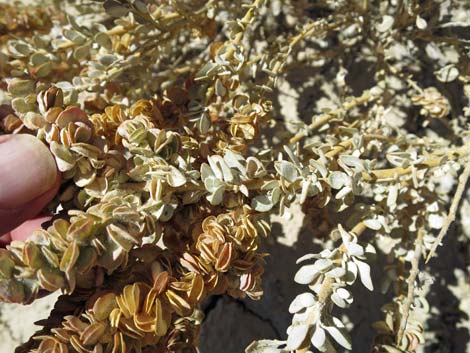 Shadscale Saltbush (Atriplex confertifolia)