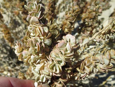 Shadscale Saltbush (Atriplex confertifolia)