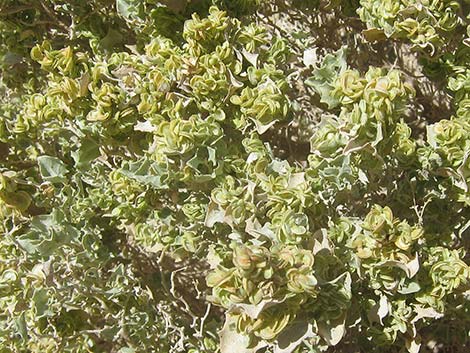 Desert-holly Saltbush (Atriplex hymenelytra)