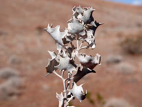 Desert-holly (Atriplex hymenelytra)