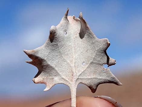 Desert-holly (Atriplex hymenelytra)