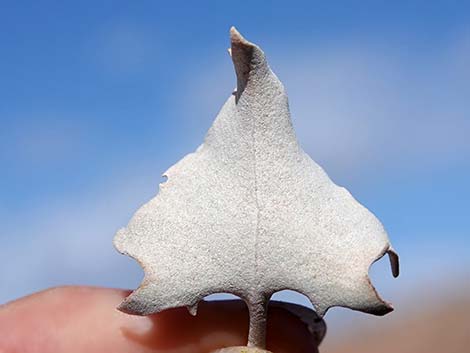 Desert-holly (Atriplex hymenelytra)