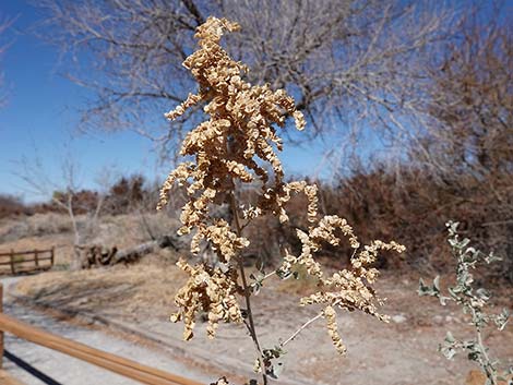 Quailbush (Atriplex lentiformis)