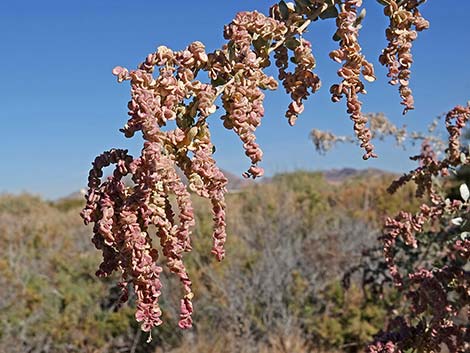 Quailbush (Atriplex lentiformis)