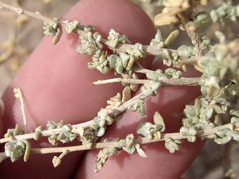 Cattle Saltbush (Atriplex polycarpa)