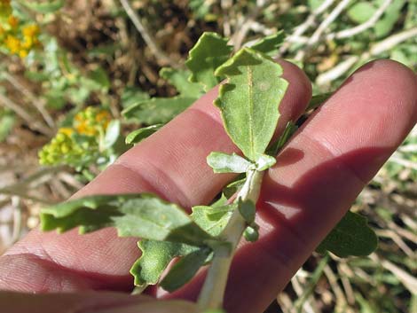 Emory Baccharis (Baccharis emoryi)