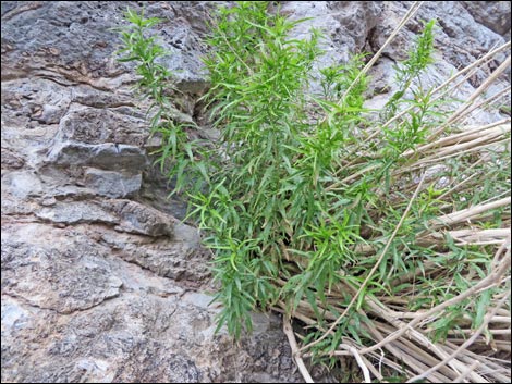 Seep Willow (Baccharis salicifolia)