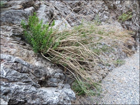 Seep Willow (Baccharis salicifolia)